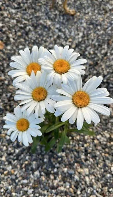 Daisy Apartment In Centro A Como